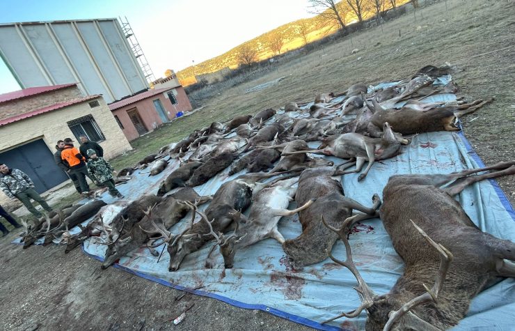 Montería en Pinilla