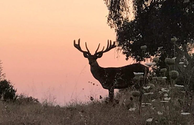 Montería en La Loma del Caballero.