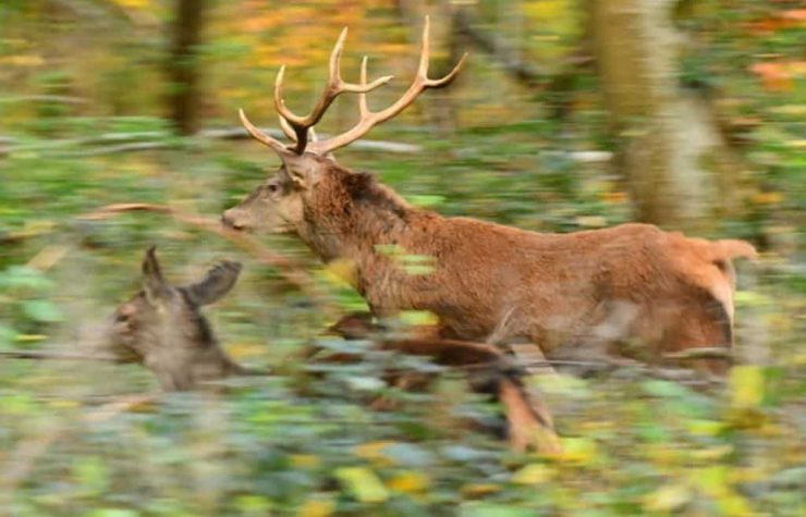 Montería mixta en El Chorrillo.