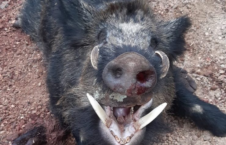 Montería mixta en las Pozuelas I.