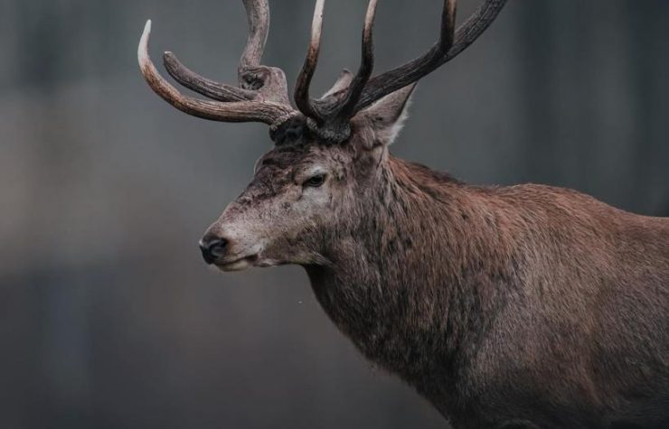 Montería en Navaloscorchos