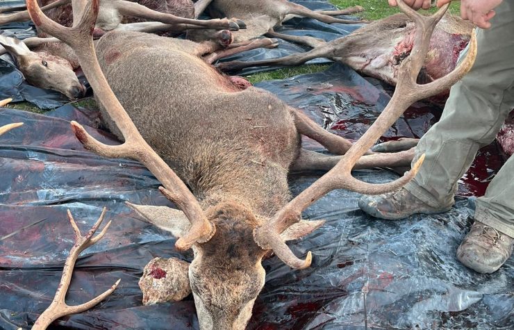 Montería en el Allozo