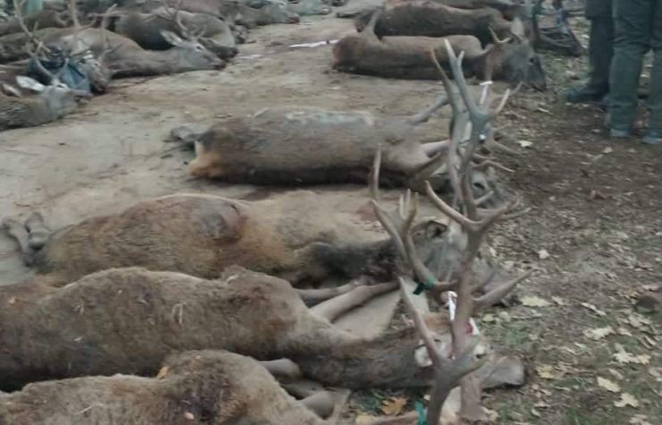 Montería en la hoz de las tasajeras