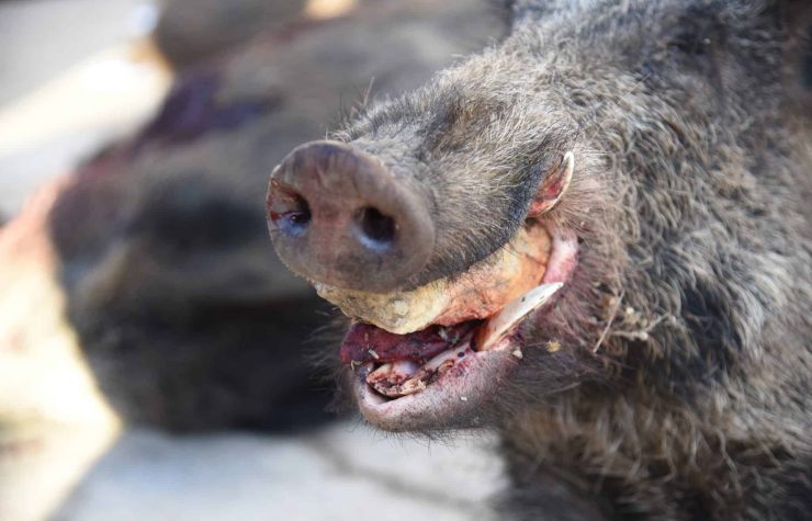 Montería en Navacillo