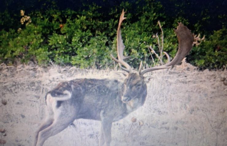 Montería en loma de la higuera