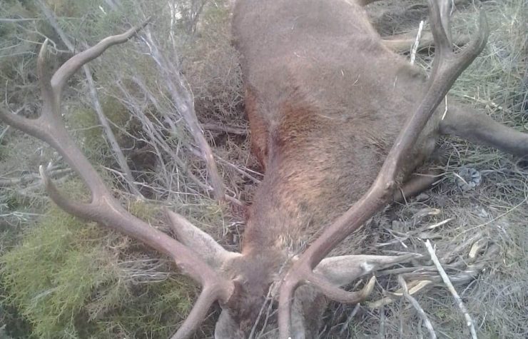 Montería en el nevazo