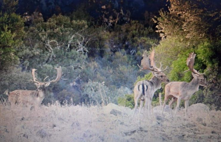 Montería en Malabrigo