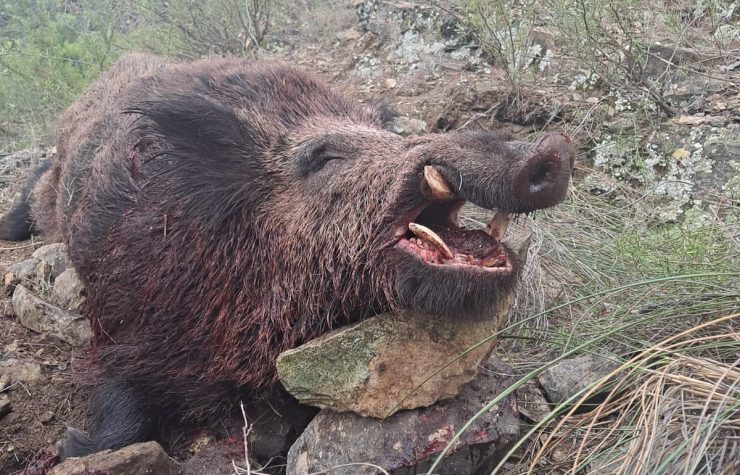 Montería en Nechite