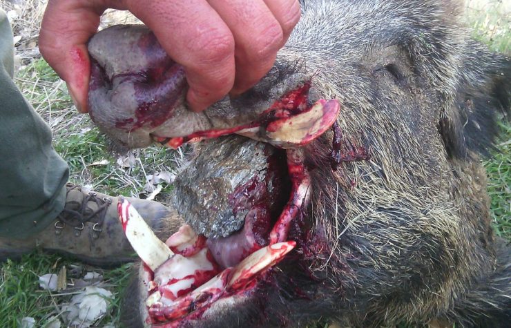 Montería en el Zocato