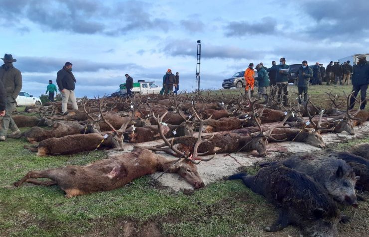Montería en Horcajos del Marqués