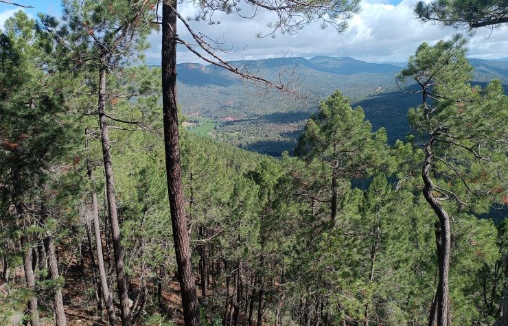 Montería en El Cañizar