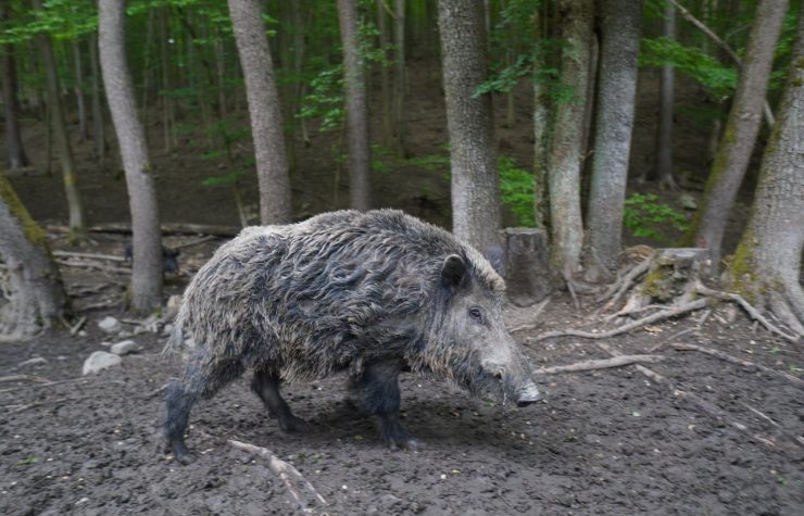 Montería en Las Hoces
