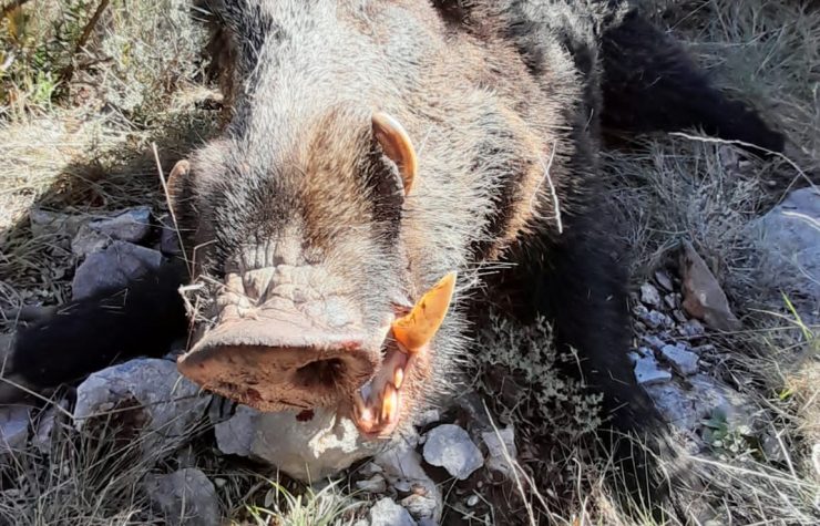 Montería en Tozal De Asba