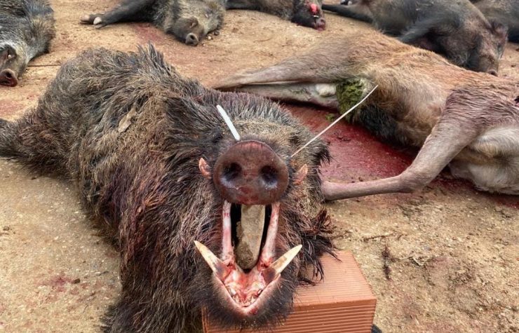 Montería en Dehesa de las Vellidas.