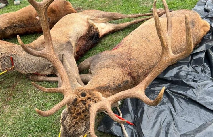 Montería en Torremocha