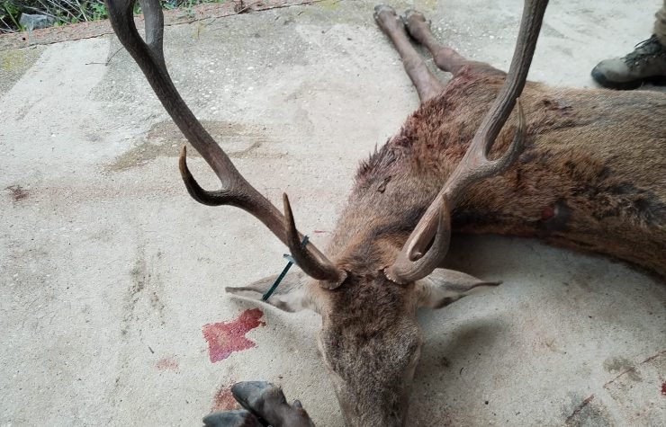 Montería en Solana del Marques