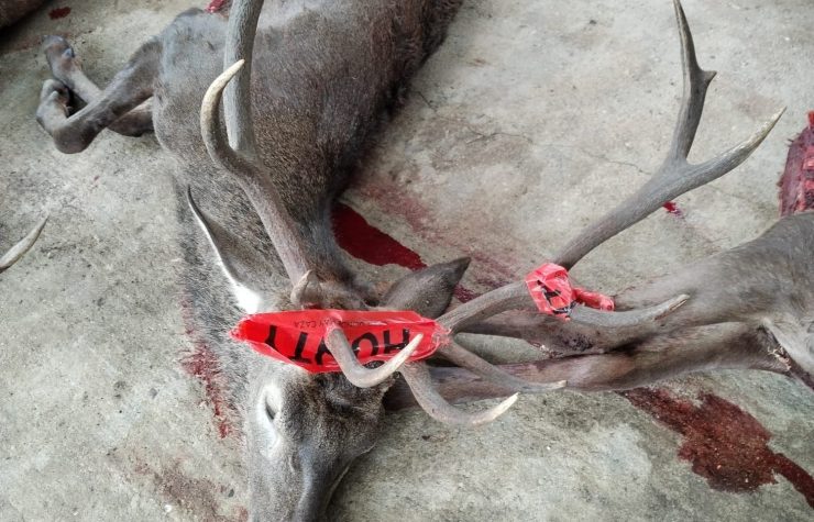 Montería en Cortijo Solano