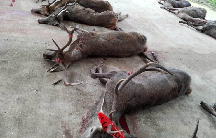 Montería en La Osilla