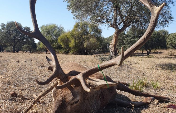Montería en Posada Real