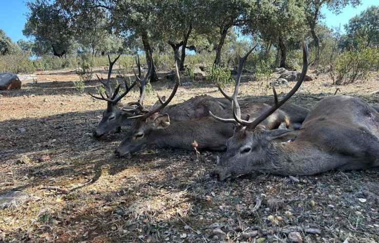 Montería en La Solana