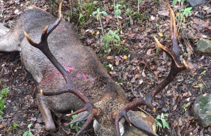 Montería en Barranco Oscuro