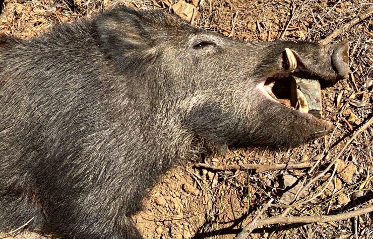 Montería en Llanos de San Isidro