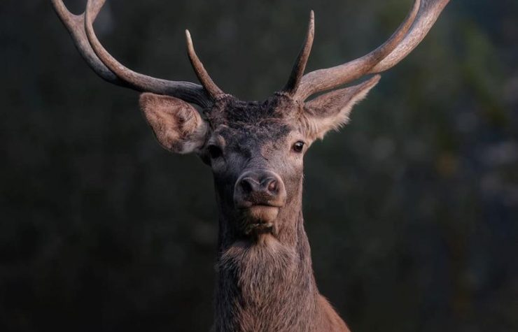 Montería en las Morras