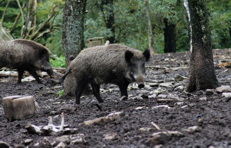 Montería en La Virgen