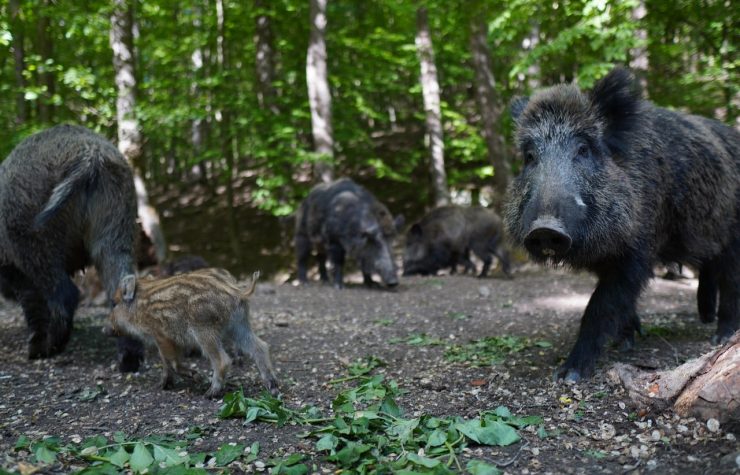 Montería en La Corona