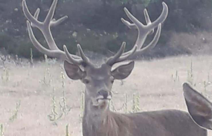 Montería en La Cantera.
