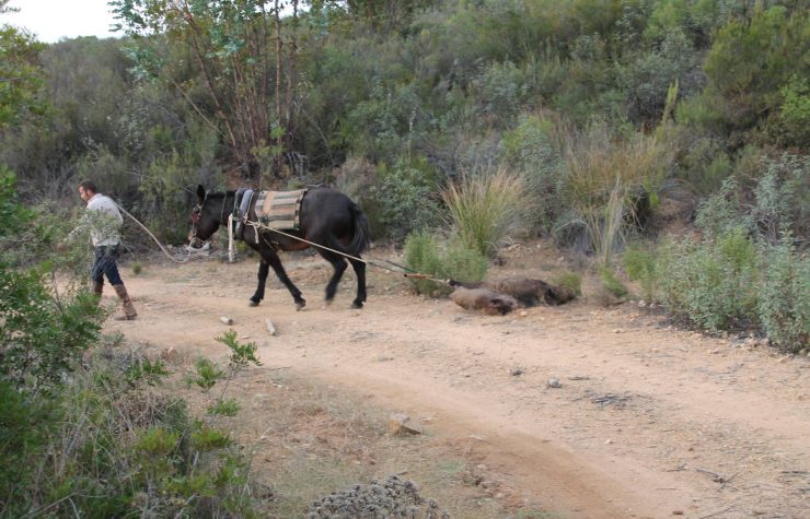 Montería en Las Bañas