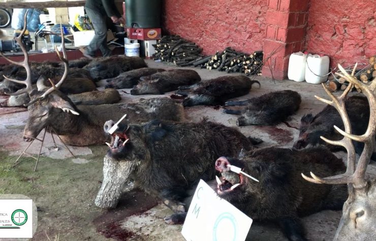 Montería en Coto Borrego