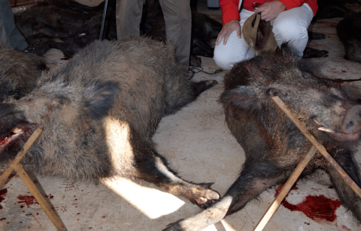 Montería en La Carquesa