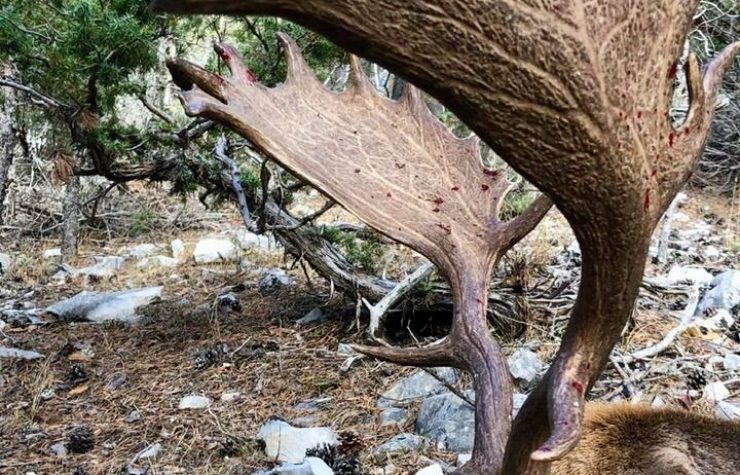 Montería en Casa Verde