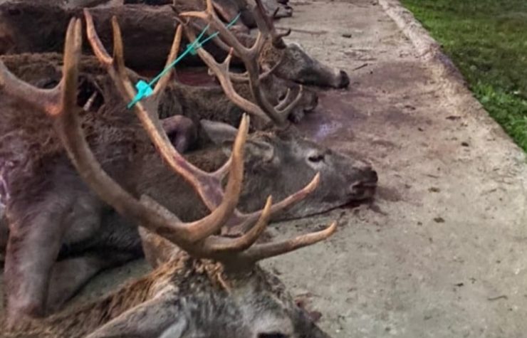 Montería en Cerca del Cojo