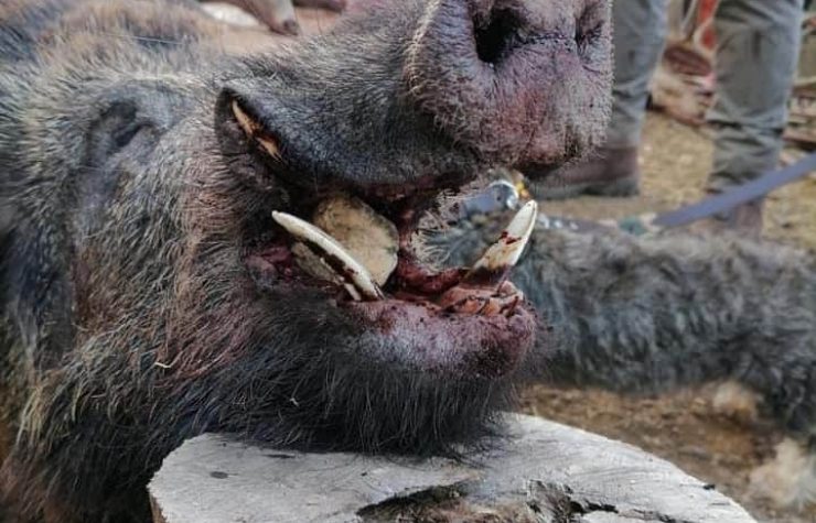 Montería en La Charneca