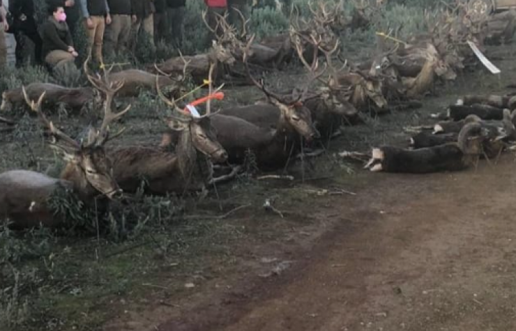 Montería en La Jara