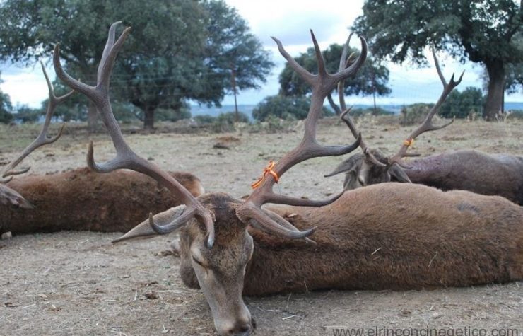 Montería en La Manca - Valdelatorre