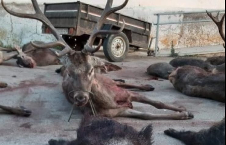 Montería en Las Cabezuelas