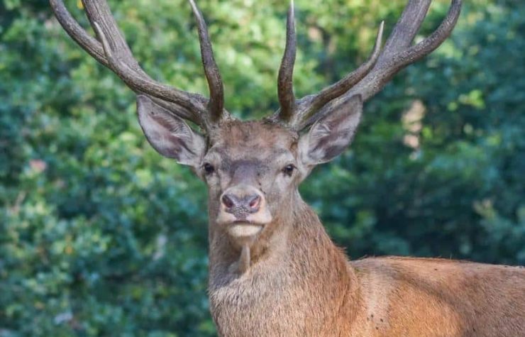 Montería en Los Barrancones.