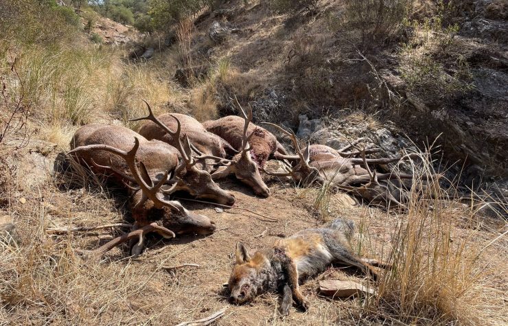 Montería en Pedro Díaz.