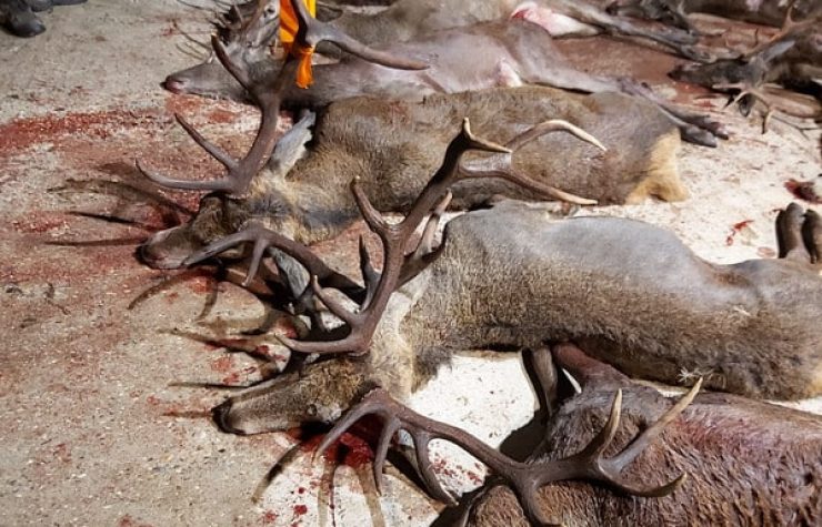 Montería en La Marañosa