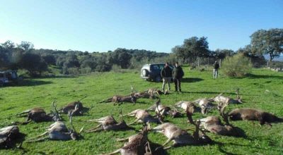 Montería en El Guijo - Carracosa