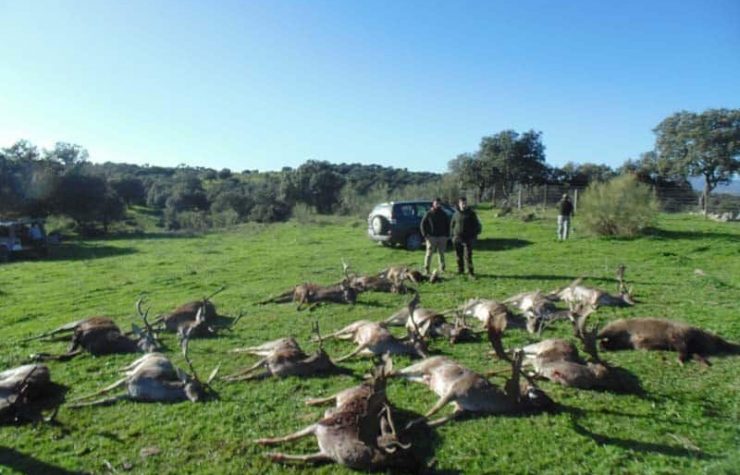 Montería en El Guijo - Carracosa