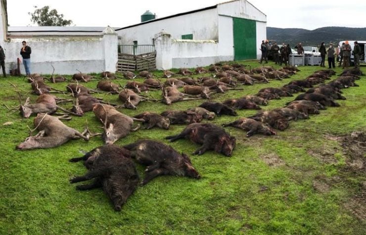 Montería en El Sauzal