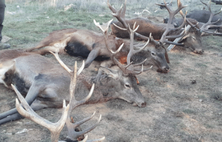 Montería en Rabanera del campo