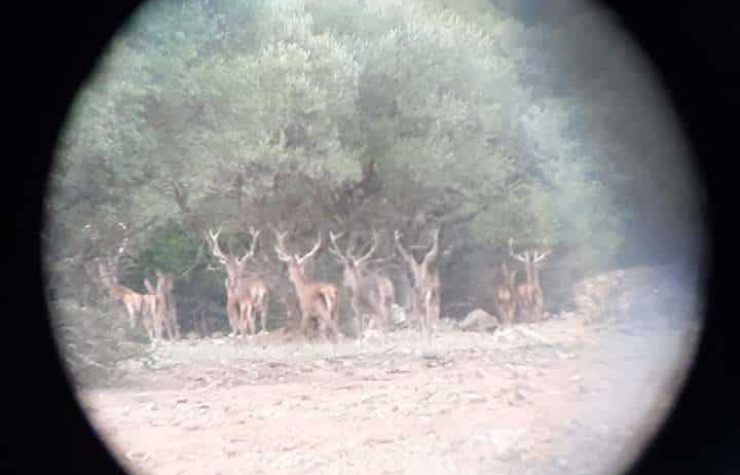 Montería en Masegoso Alto