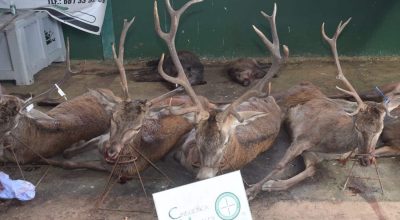 Montería en Valdegama de Hidalgo