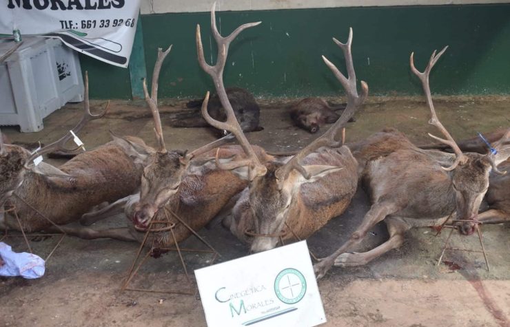 Montería en Valdegama de Hidalgo