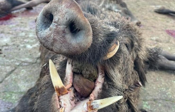 Montería en Hatocolada